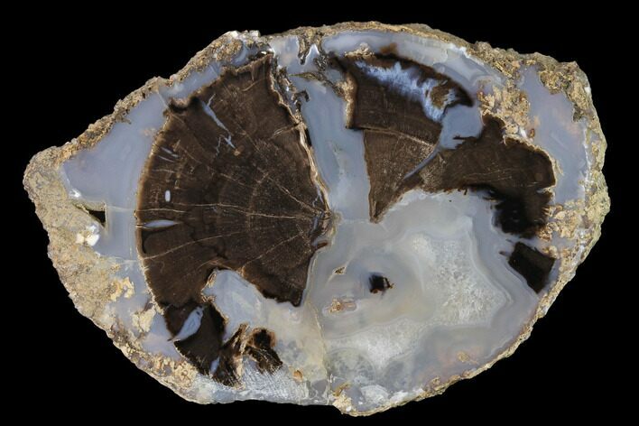 Petrified Wood (Schinoxylon) Slab - Blue Forest, Wyoming #141330